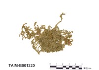 藏品(明葉苔屬)的圖片